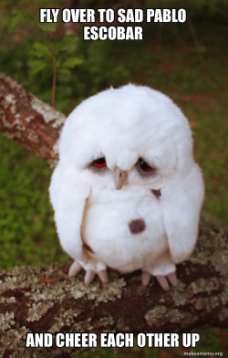 Sad Owl