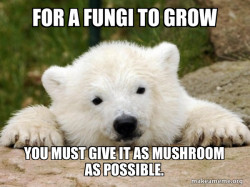 Popular Opinion Bear