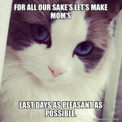 Ridiculously Photogenic Cat