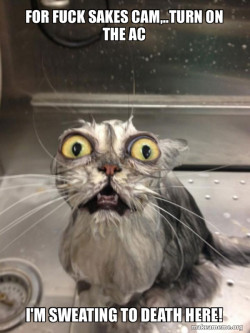 Cat bath
