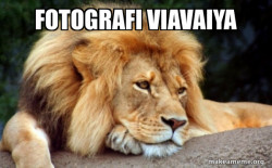 Confession Lion