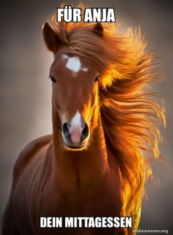 Ridiculously photogenic horse