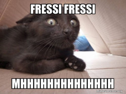 Schitzo Cat