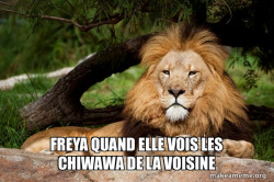 Contemplative Lion