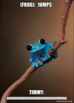 Small Fact Frog