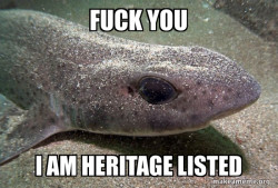 Dirty Joke Dogfish