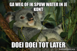 Laid Back Koala