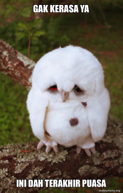 Sad Owl