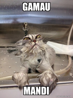 Cat Bath Returns