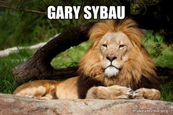 Contemplative Lion