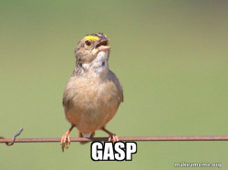Common Opinion Sparrow