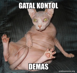 Hairless Cat