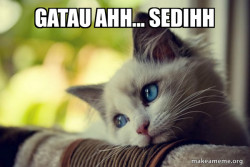 First World Cat Problems