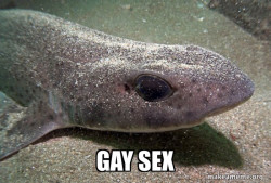 Dirty Joke Dogfish