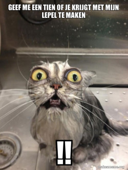 Cat bath