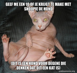 Hairless Cat