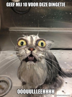 Cat bath