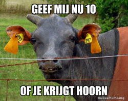 Hairless Cow