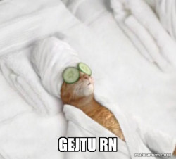 Pampered Cat Meme