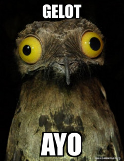 Weird Stuff I do Potoo