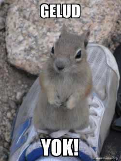 Standover Squirrel