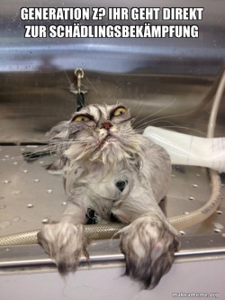 Cat Bath Returns