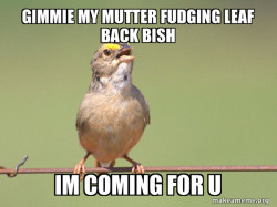Common Opinion Sparrow