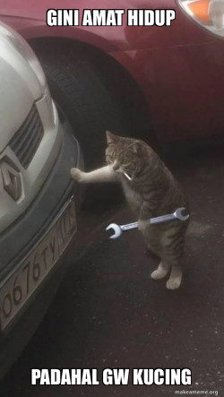  Cat