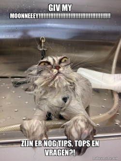 Cat Bath Returns