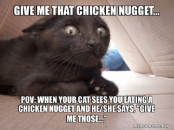 Schitzo Cat
