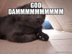 Schitzo Cat