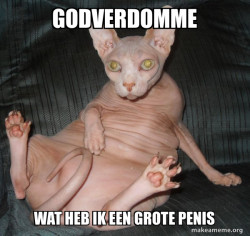 Hairless Cat