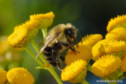 Good Guy Bee