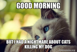 First World Cat Problems