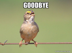 Common Opinion Sparrow