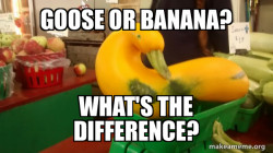 Gourd Advice Mallard