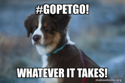 Confident Dog