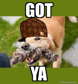 Dog. The boss.