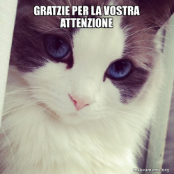 Ridiculously Photogenic Cat