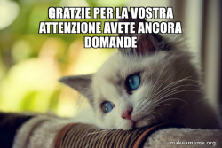 First World Cat Problems