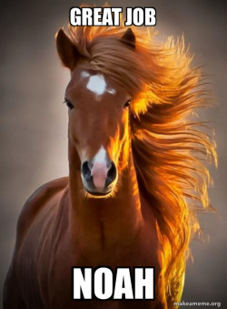 Ridiculously photogenic horse