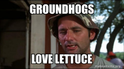 Bill Murry Caddyshack (So I got that going for me)