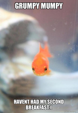 Grumpy Fish