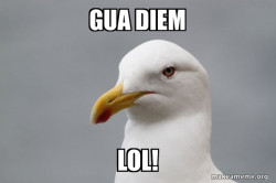 Stuff That Didn't Happen Seagull