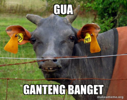 Gelo