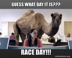 Hump Day Camel