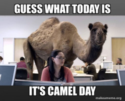 Hump Day Camel
