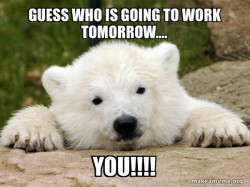 Popular Opinion Bear