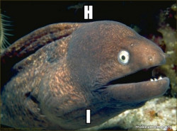 Bad Joke Eel
