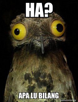 Weird Stuff I do Potoo